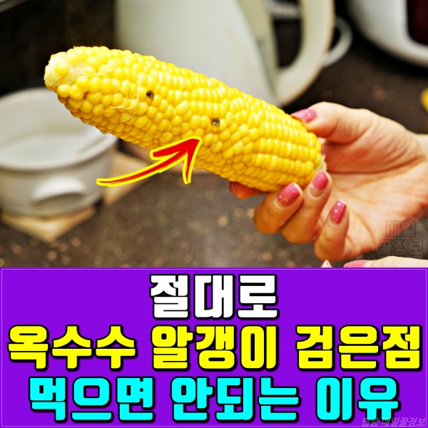 옥수수 알갱이 검은점 곰팡이 식중독, 옥수수 보관법, 옥수수 삶는방법, 초당옥수수 찰옥수수, 음식, 팁줌 매일꿀정보