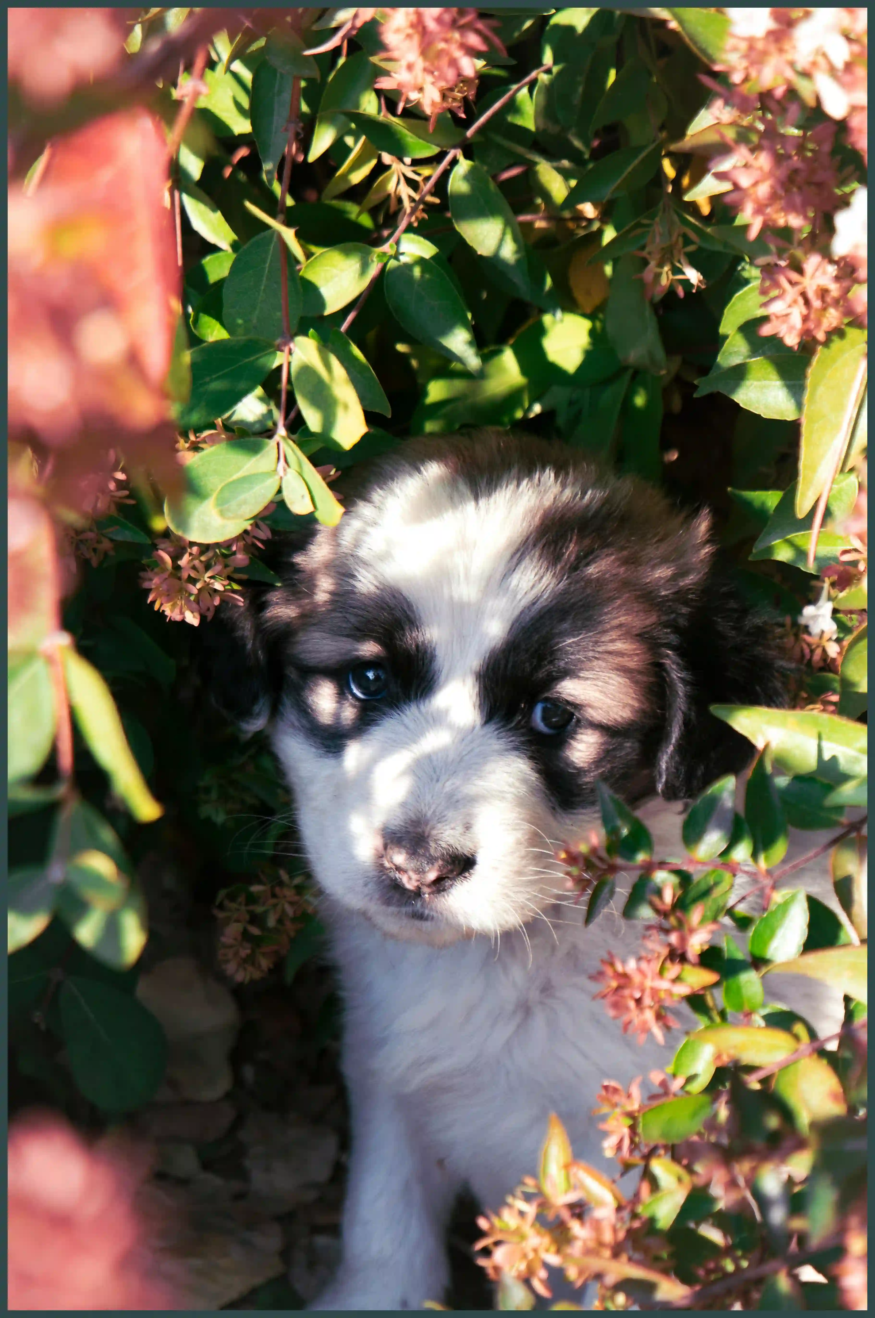 강아지 바나나 줘도 되나요? 급여 방법과 주의사항&nbsp;