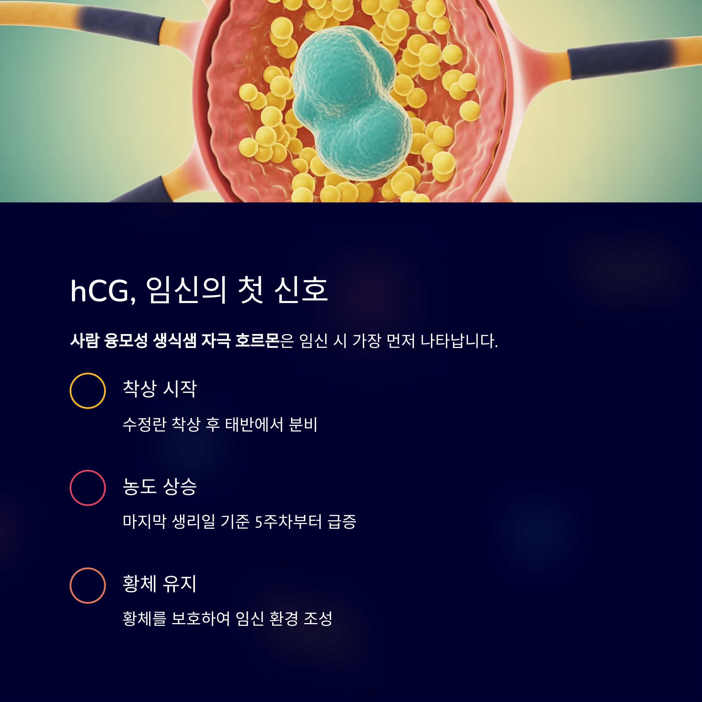 수정란 착상과 함께 hCG 호르몬이 분비되는 과정을 보여주는 이미지, 착상&middot;농도 상승&middot;황체 유지의 기능 설명 포함