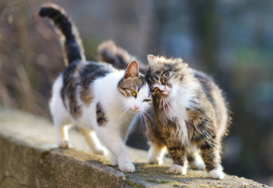 머리를 비비고 있는 고양이.