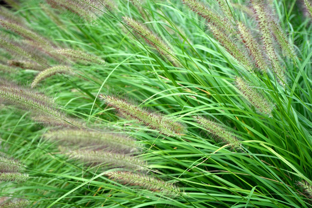 Eulalia (the grass featured in the festival)