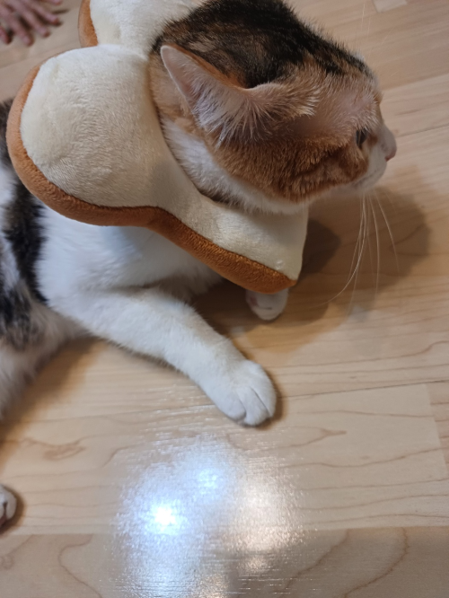 #주인과 노는 깽이