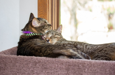 서로 껴안고 있는 고양이