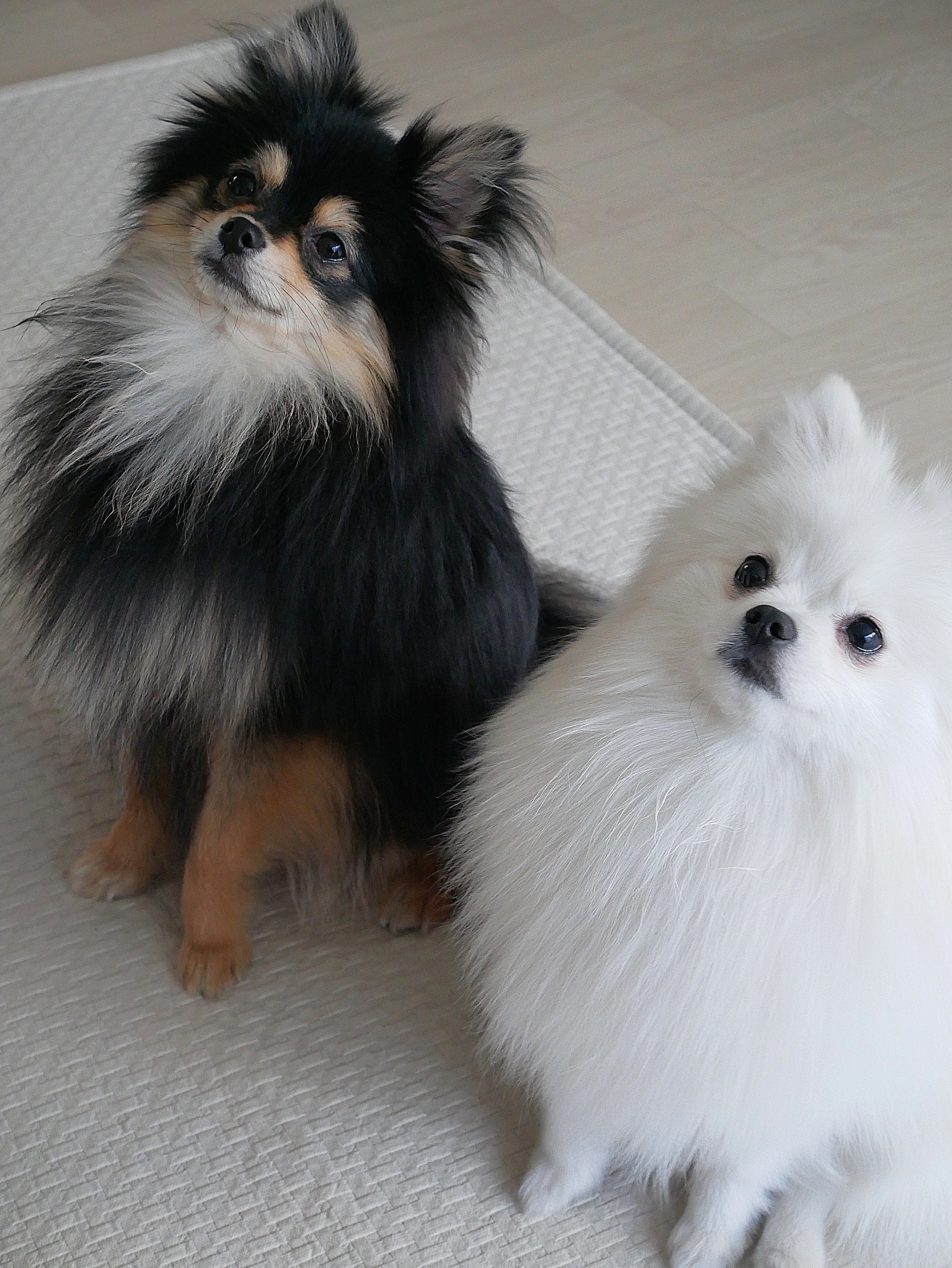 앉아 있는 하콩&amp;달콩