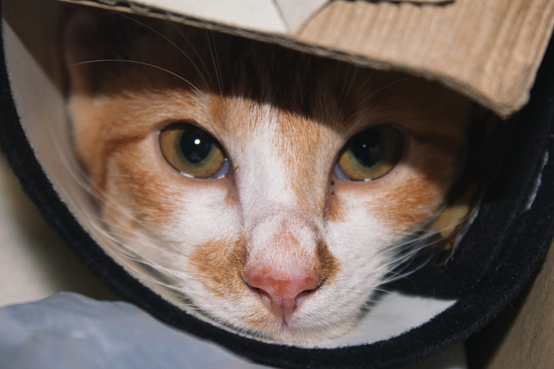 Inspector