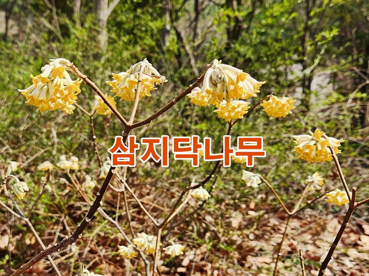 삼지닥나무