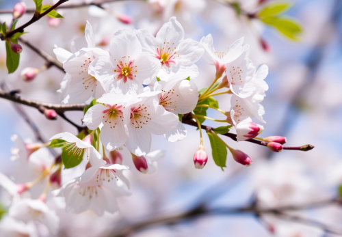 진해군항제 벚꽃 이미지입니다.