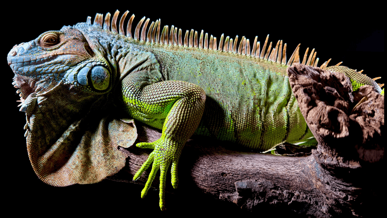 아이폰 15 언팩 내용 총 정리 및 사전예약