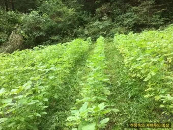 들깨 재배 직파 재배 병충해 관리 질소 과다 주의_8