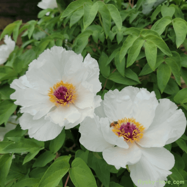 염증에 효과적인 백작약
