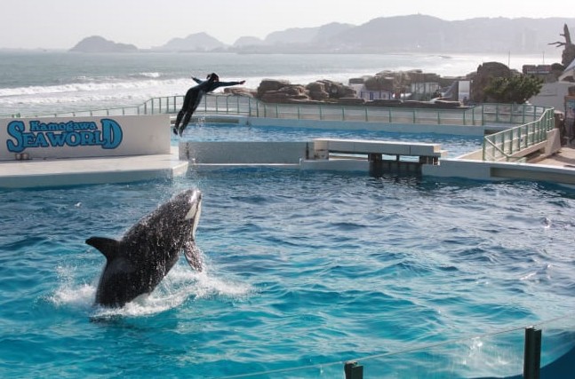 9월 일본 지바현 날씨와 자유여행 일정 및 맛집 가이드