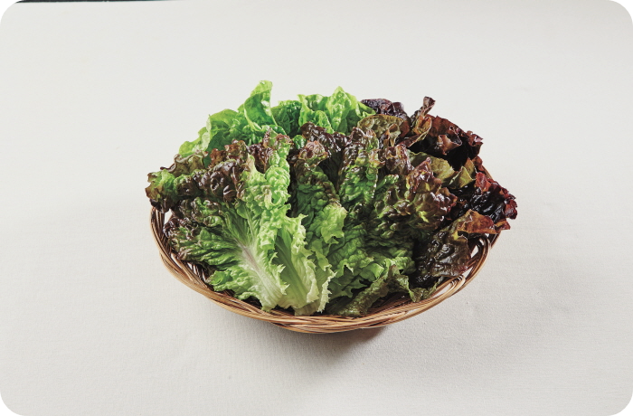 상추 파종시기-재배방법