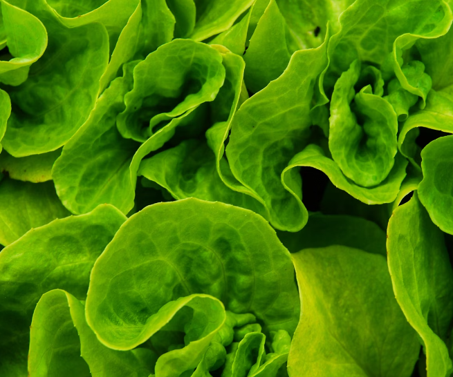 마그네슘 효능 : 잎채소