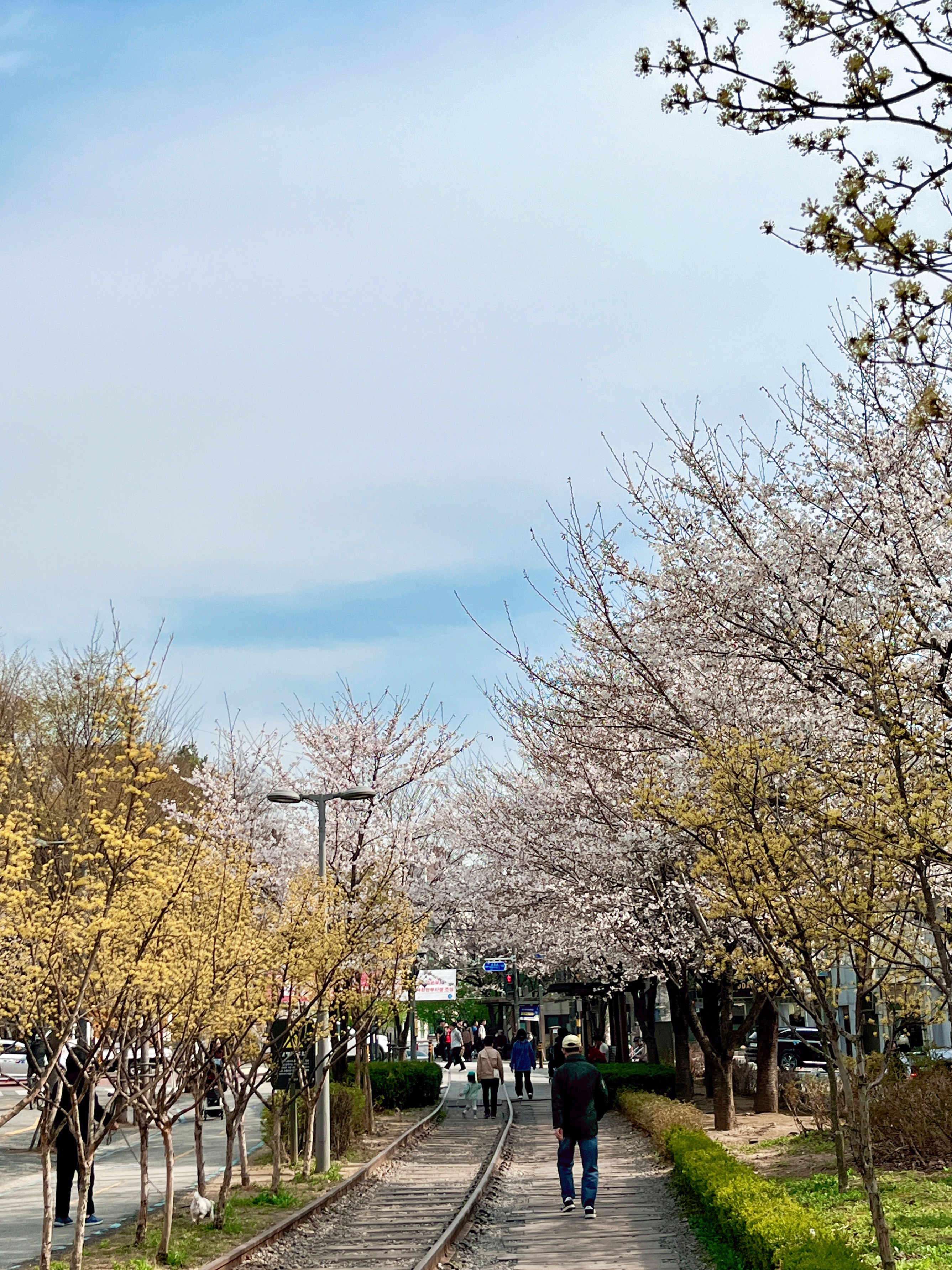 경춘선숲길 벚꽃