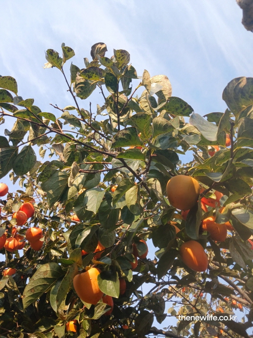 무르익은 감이 풍성하게 달린 가을 감나무, 수확을 앞둔 자연의 모습