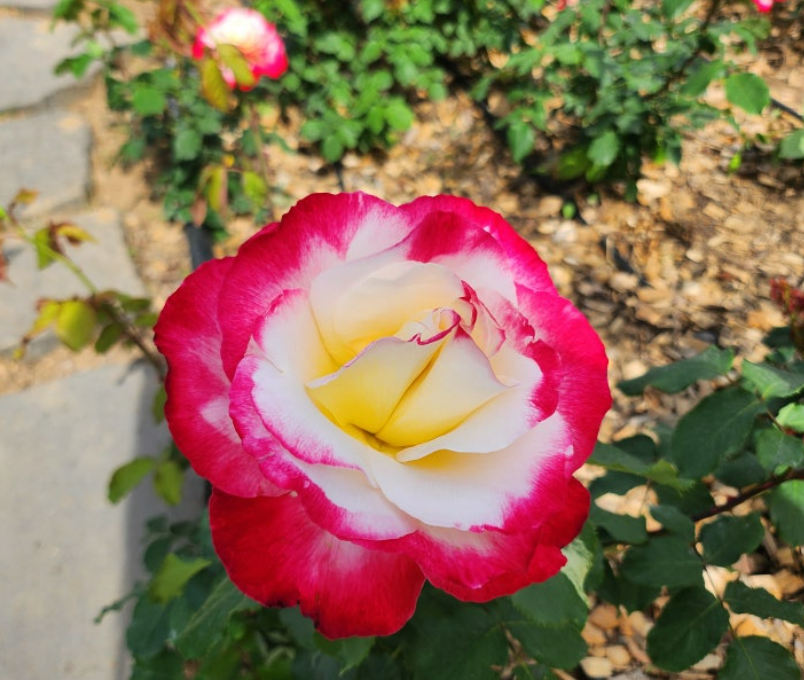 2024 삼척 장미축제 개화