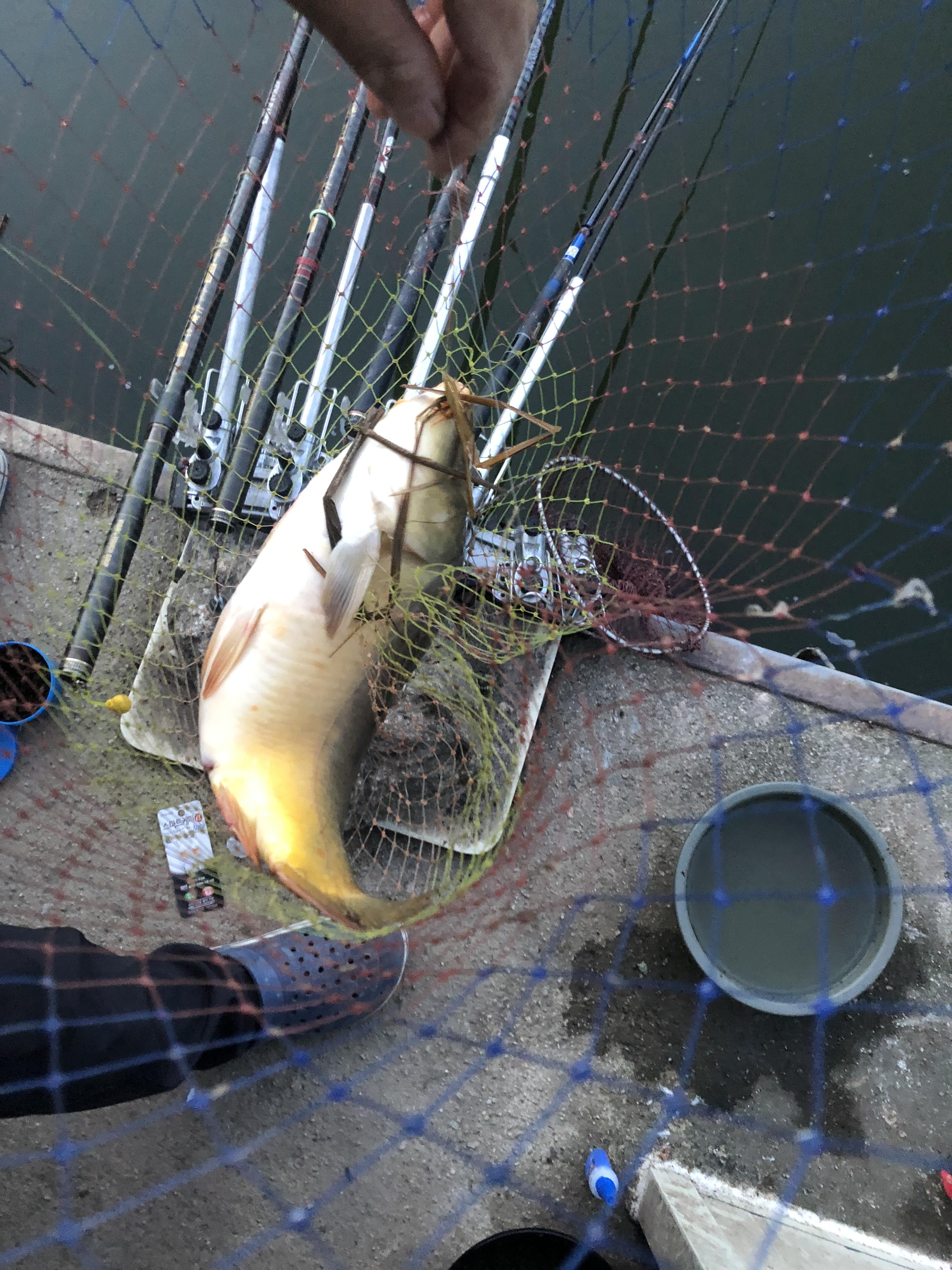 복상골낚시터-향어