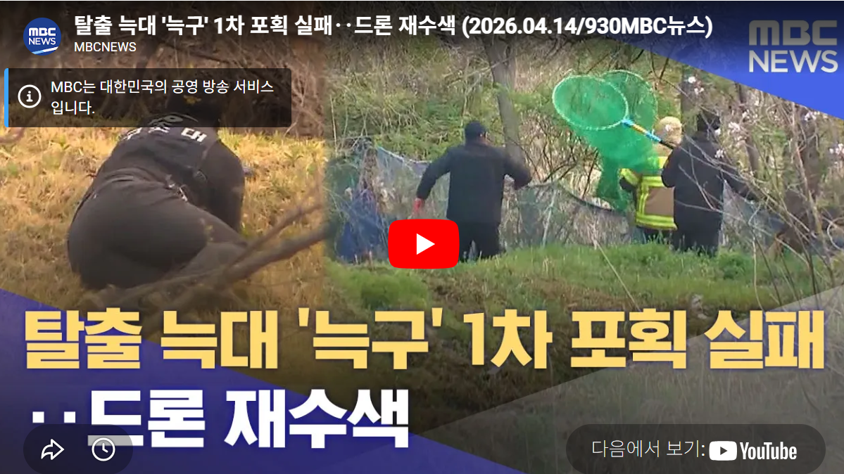 대전 오월드 늑대 '늑구' 포획 영상