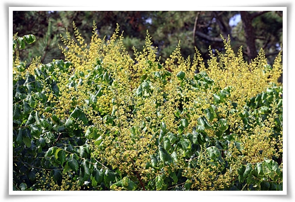 화초 "모감주나무" 황금빛 비를 내리는 신비로운, 꽃보다 열매가 예쁜 나무!