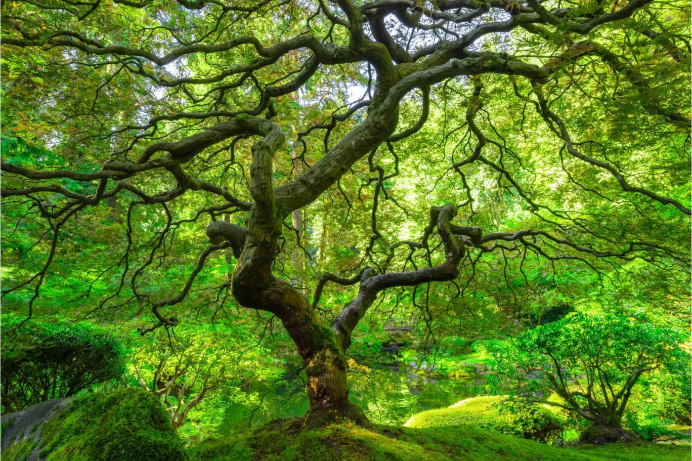 Mizunara Tree
Credit: Edinburgh Whisky Academy