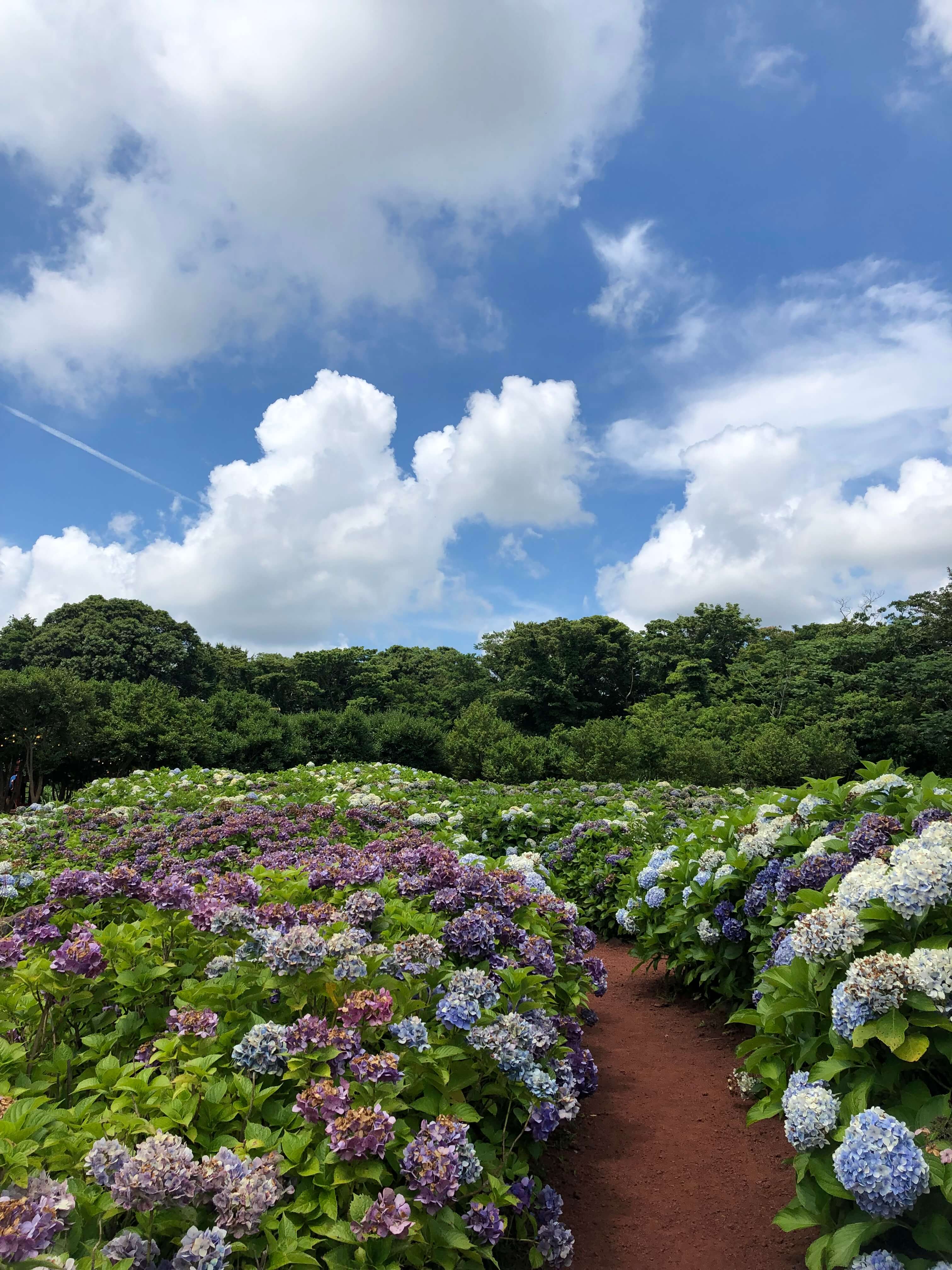 제주도-수국밭