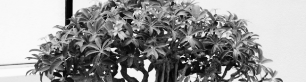 홍콩야자 키우기: 홍콩야자 외목대