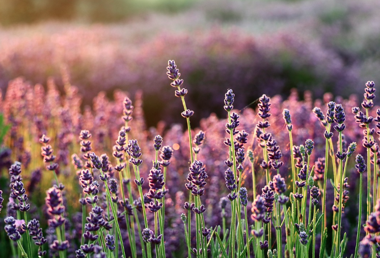 2025 퍼플섬 라벤더 축제