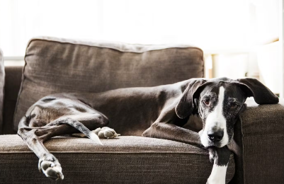 쇼파위에 강아지