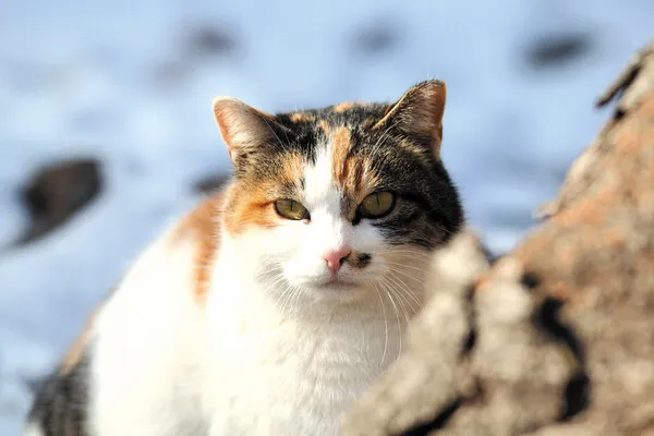 &amp;quot;길고양이