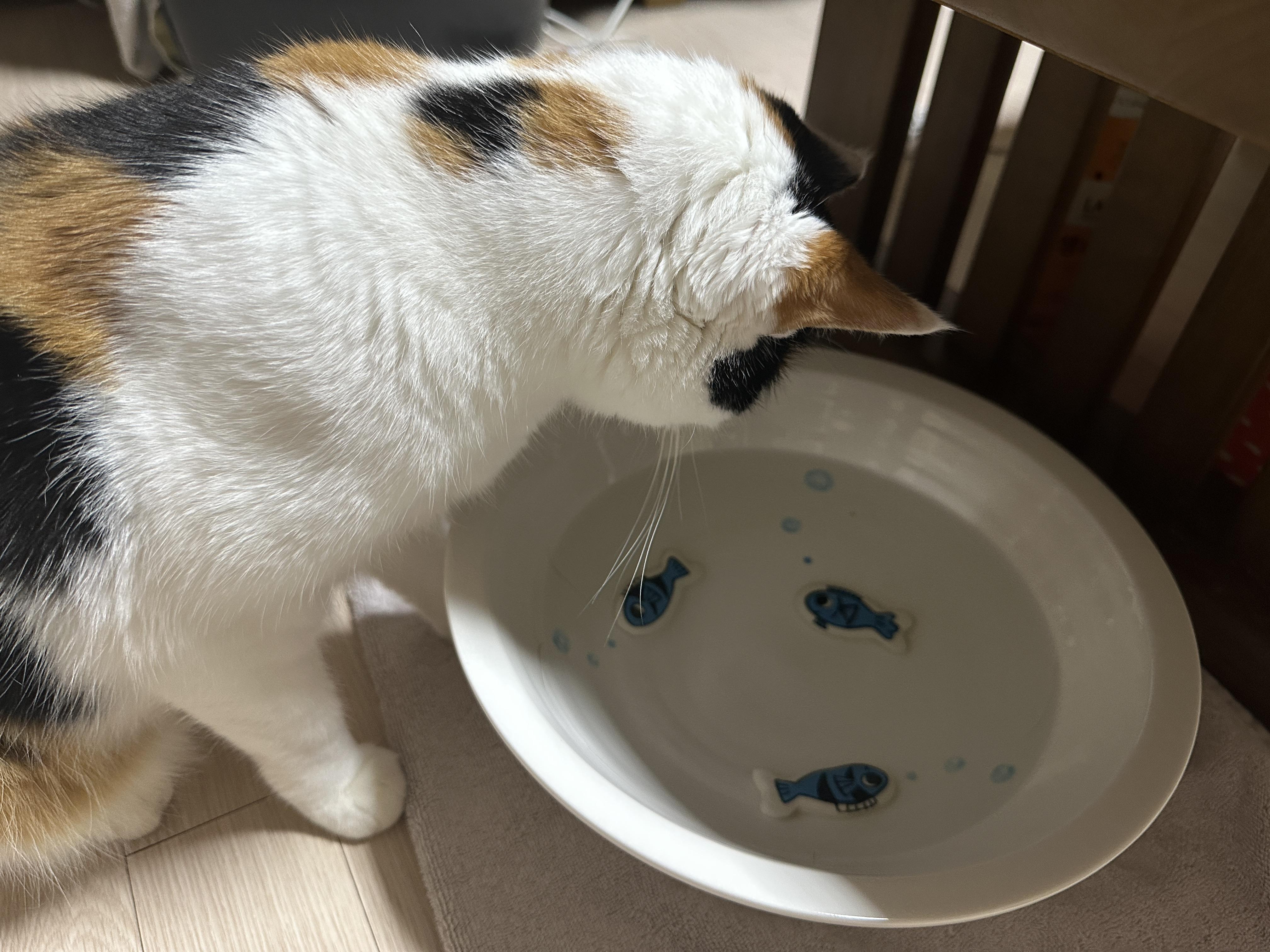 삼색이고양이_요미