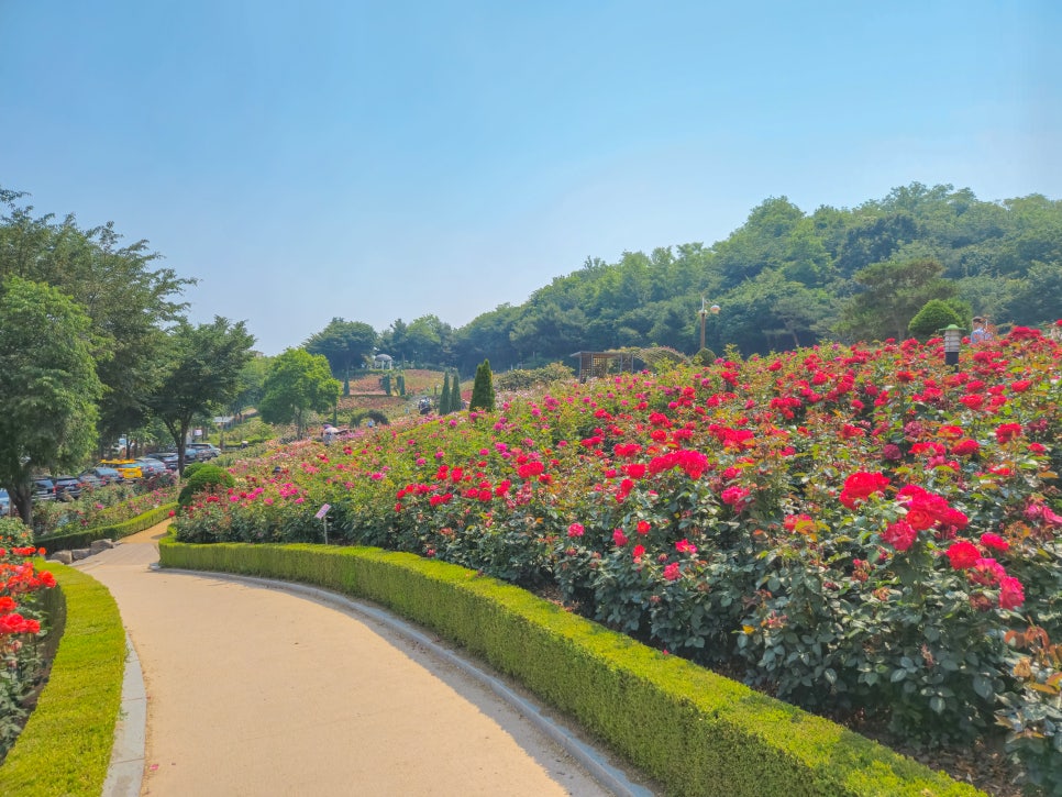 백만송이 장미축제
