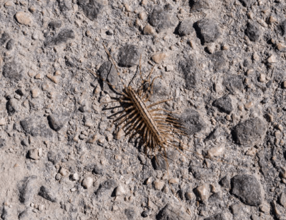 돈벌레 생기는 이유