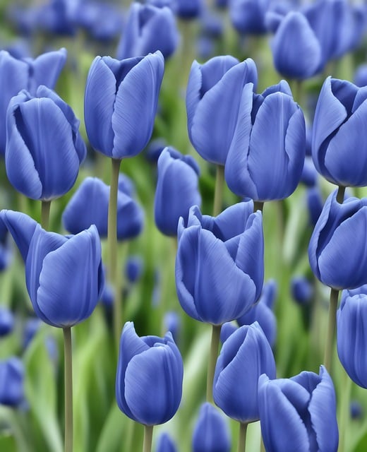 파란색-튤립