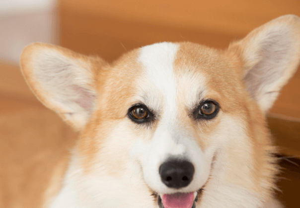 강아지 등록번호 조회