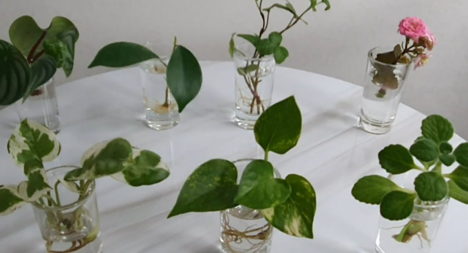 허브 실내 수경재배 방법 준비물 도전해보기