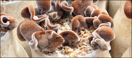 목이버섯 배양하는 모습