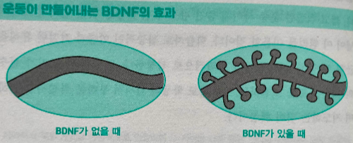 이미지_운동을 하면 두뇌영양제 BDNF가 생성된다