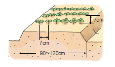 중부, 남부지방 들깨 파종, 모종 심는 시기 및 재배, 수확 방법
