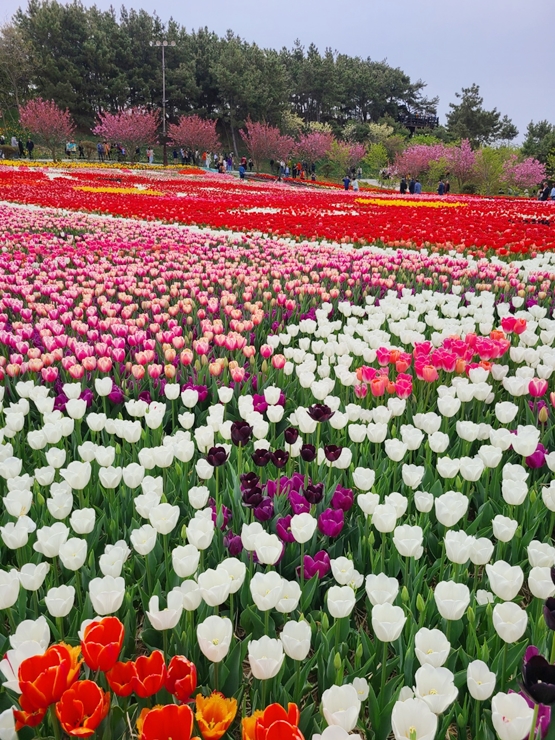 태안 튤립축제