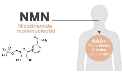 NMN 효능 가격