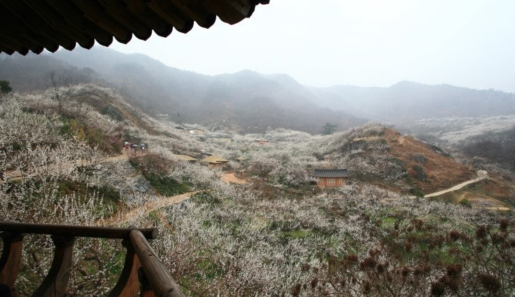 매화마을 전망대
