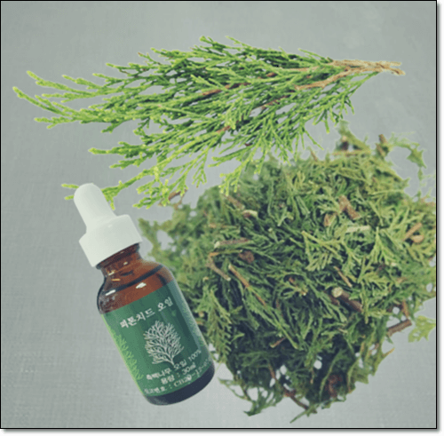 측백나무잎 오일