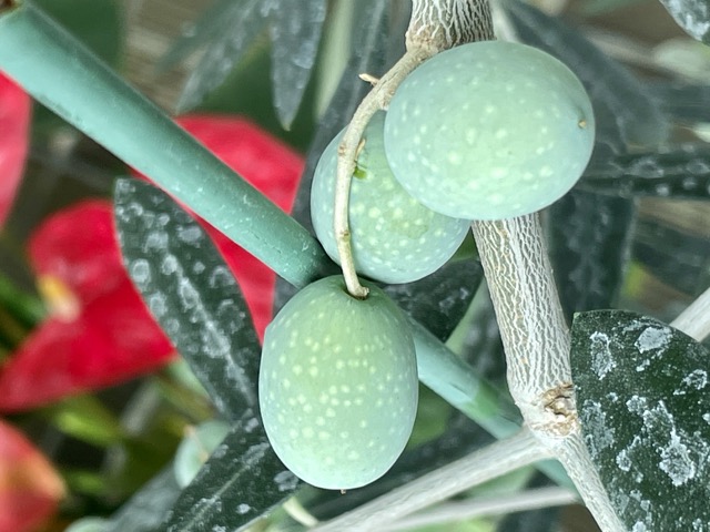 다시-물을-먹고-금새-통통하게-살이오른-올리브나무-열매