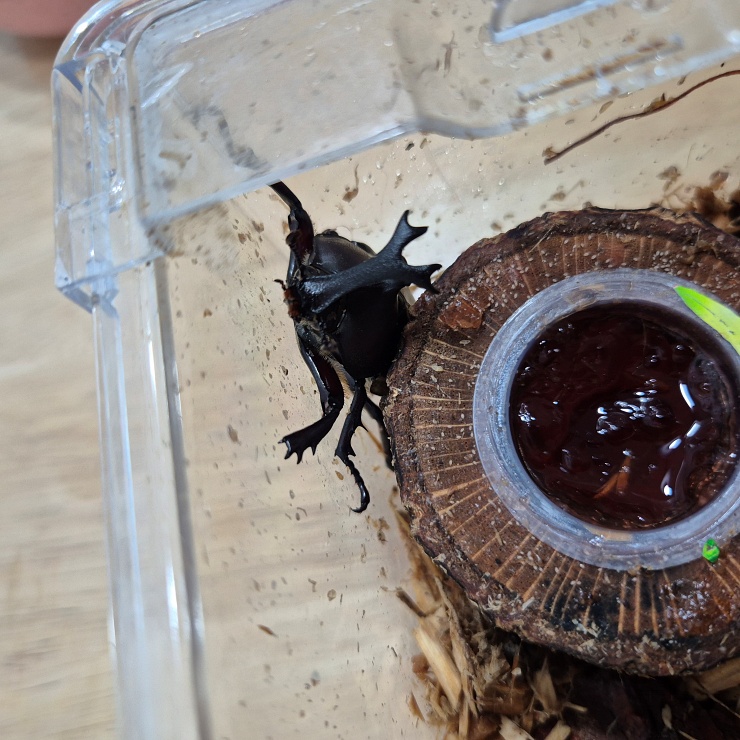 장수풍뎅이 탈출