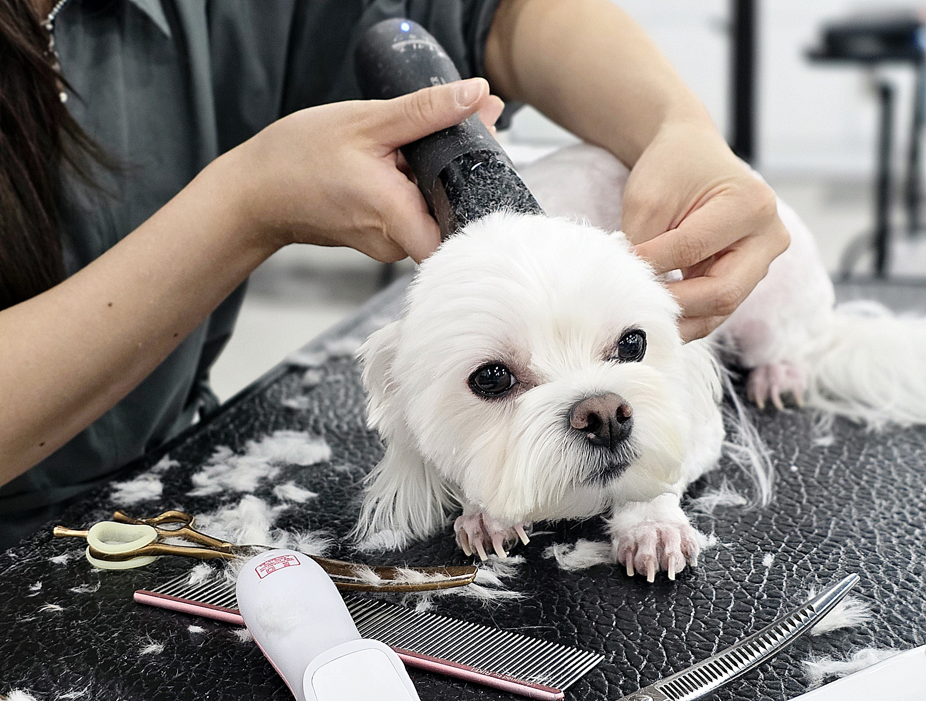 사상구애견미용학원