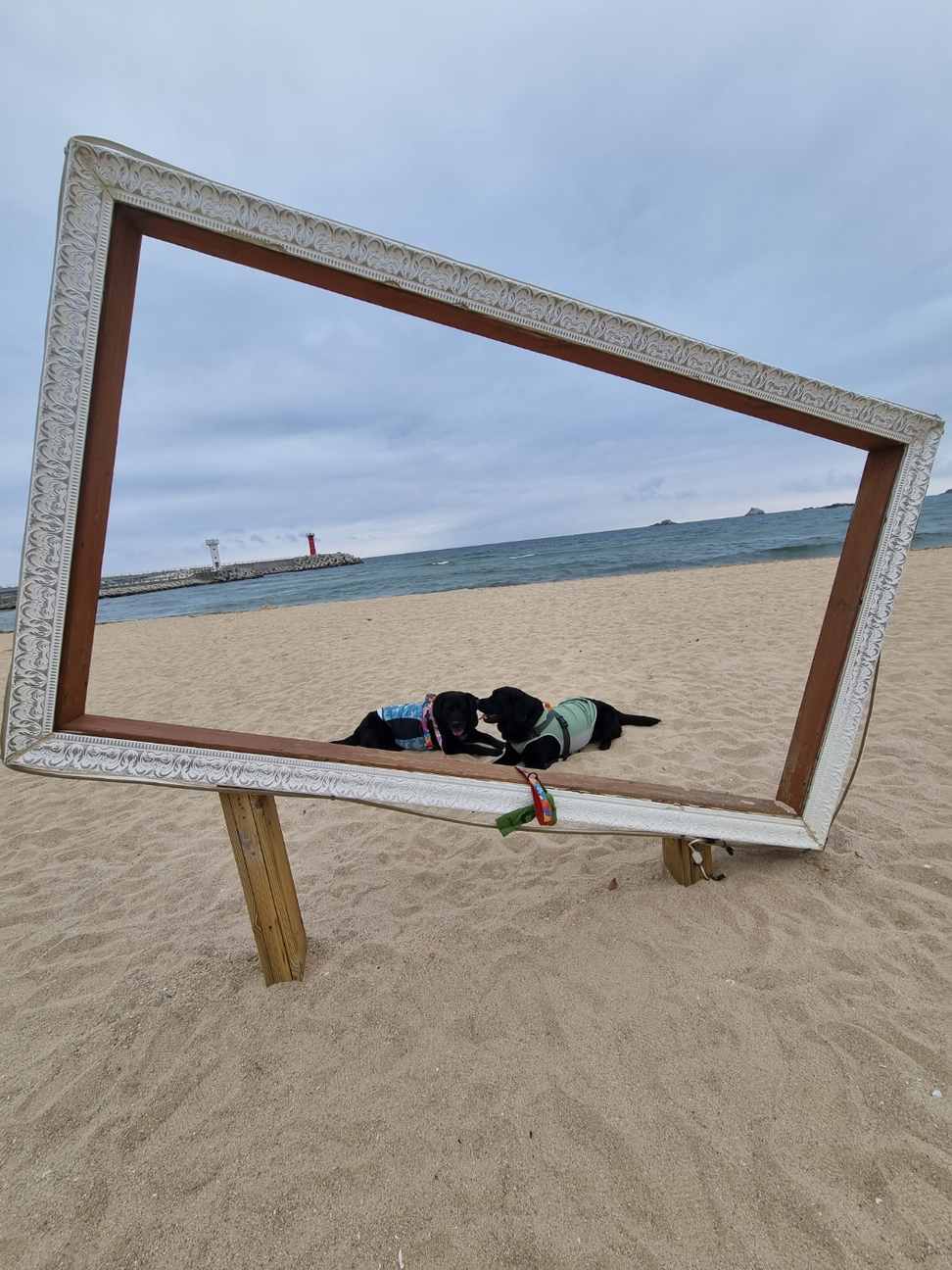 속초 해변의 바람길, 대형견과 함께 걷는 2025 가을 여행