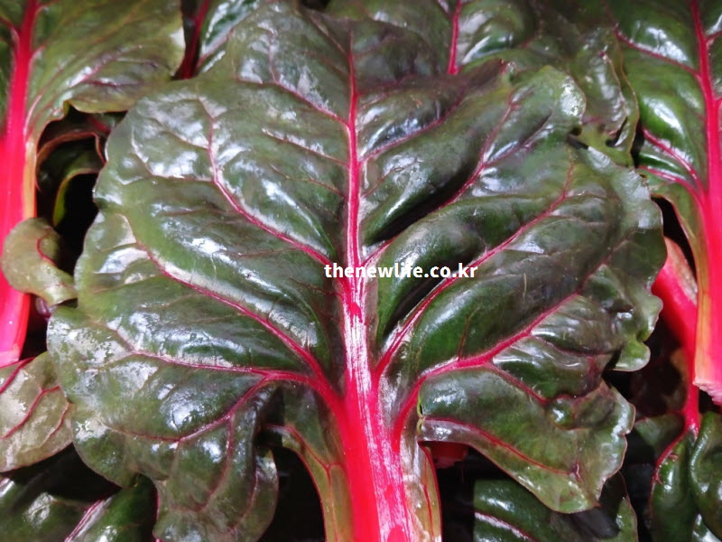 풍부한 영양 성분으로 인해 잎 표면에 윤기가 흐르고 붉은 잎맥이 선명한 적근대 실사진
