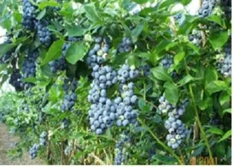 블루베리 재배 산도 조절 피트모스 혼합 여름 관수_5