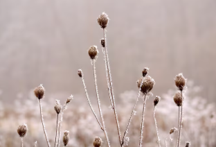 겨울에도 볼 수 있는 들꽃과 들풀