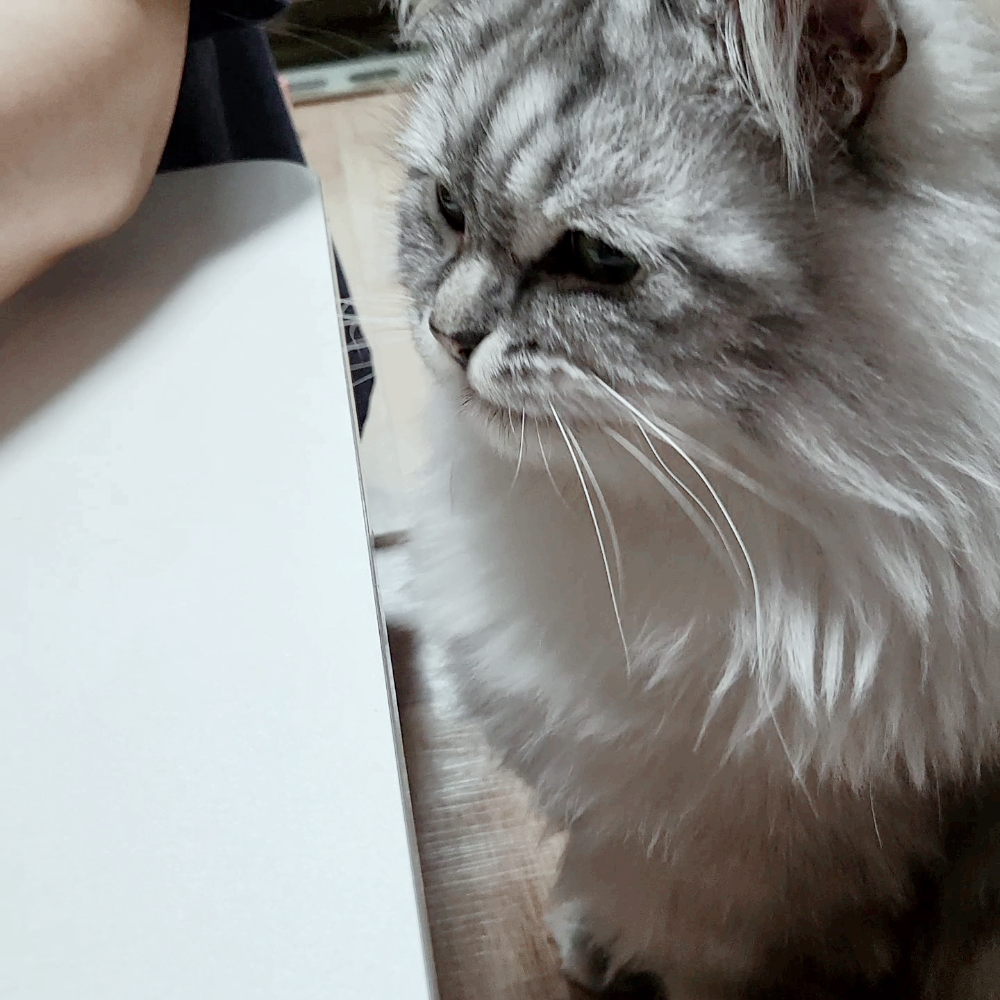 고양이가 먹을수 있는 과일